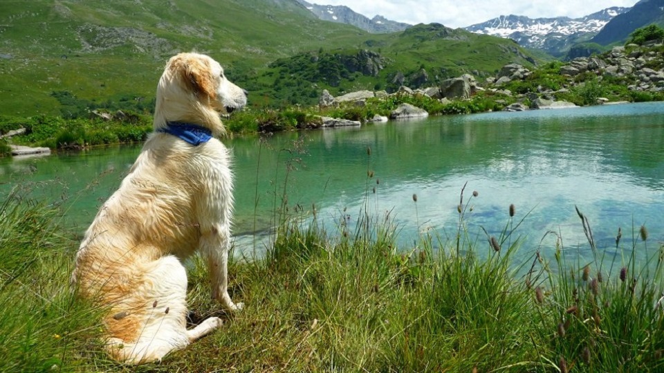 chien golden en randonnée